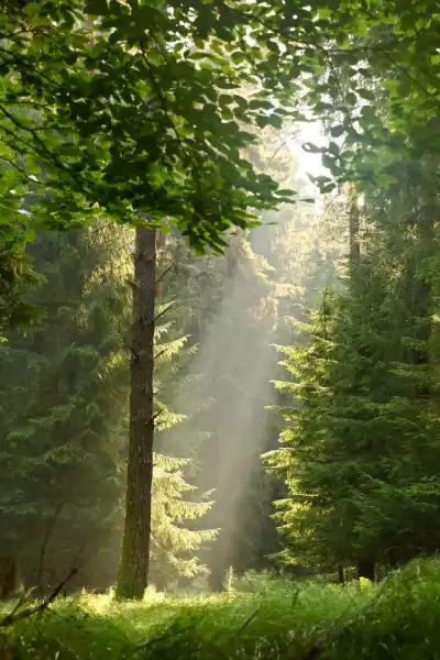 Ruhiger Waldraum aus Augenhöhe — persönlicher Blick in den Wald